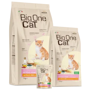 big one cat kitten
